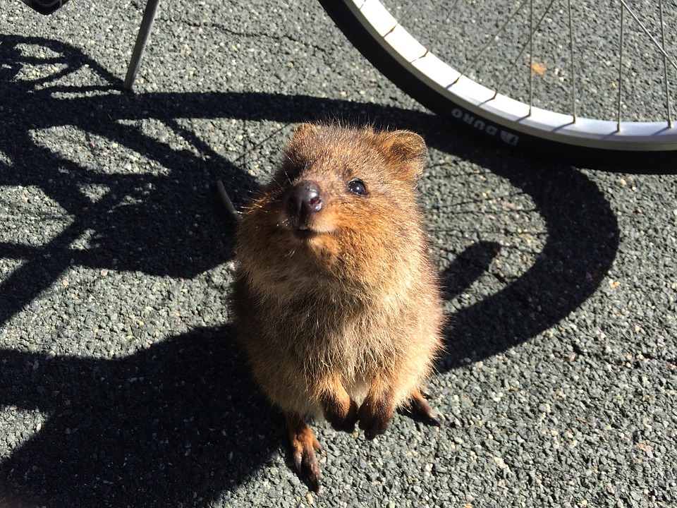 Animaux en liberté - Australie