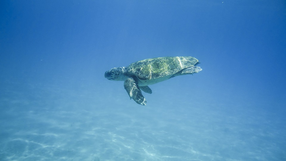 La Grande Barrière de Corail - poissons, coraux, tortues, baleines et requins