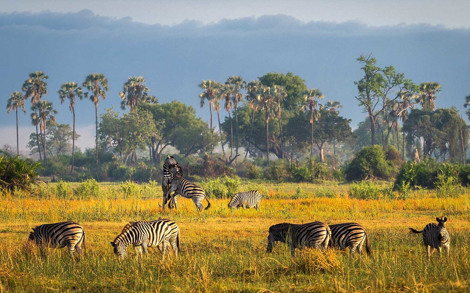 8 endroits où faire un safari en Afrique