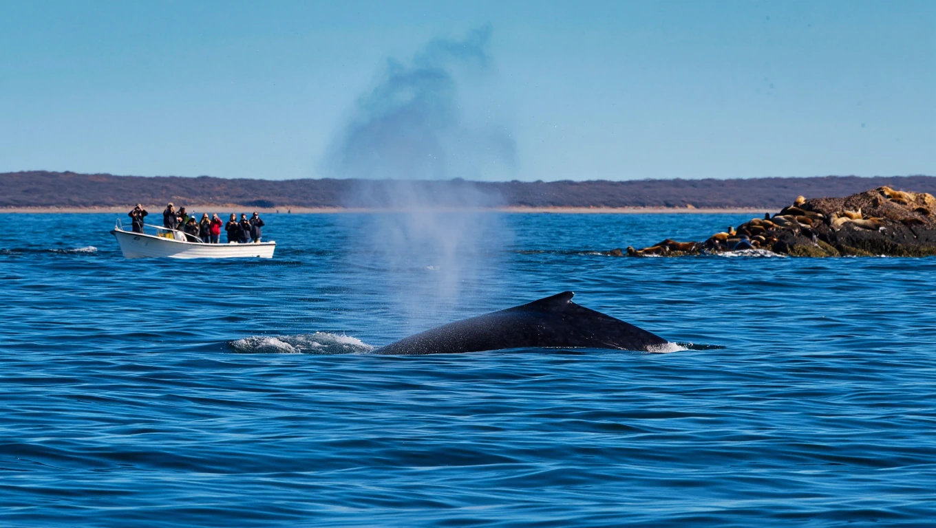 baleines peninsule de valdes